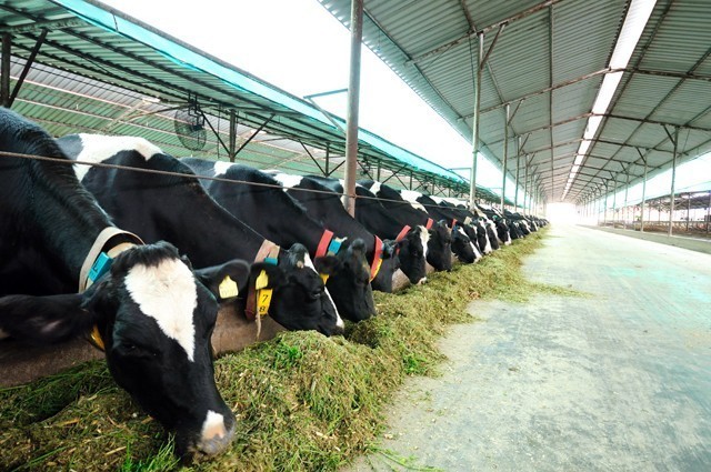 Cow Dairy Farming